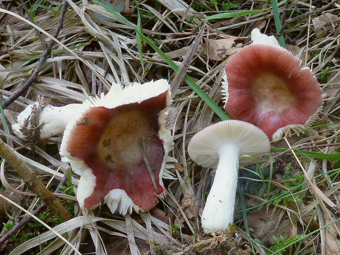 P1080030 RussulaNitida cc crp